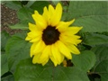 suncokret